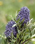 Purple Wild Flowers 2079